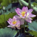 연꽃테마파크 이미지