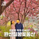 서서학동 주민센터 | [전주 겹벚꽃] 2023 완산칠봉꽃동산 만개한 겹벚꽃 후기!