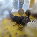 메추리농장 | 메추리알 부화 성공 후기 🐣 18일 만에 태어났다! 부화기 꿀팁 공개