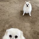 뽀미콩