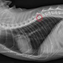 포포동물병원 이미지