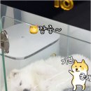 버디독 강아지분양 안심분양센터 김포점 | 버디독 강아지분양 안심분양센터 김포점 통해 알아보는 김포강아지분양 시 고려할 반려견 성향 파악과...