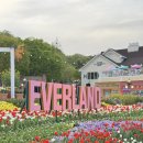 신나는 날 | 용인 봄나들이 에버랜드 튤립축제 4월 23일 평일 방문후기