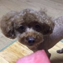 개똥이와냐옹이 이미지