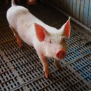 완인농장 이미지