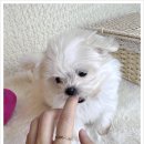 독캣 강아지분양 서울 신림점 네이버블로그