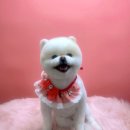 선사애견 이미지