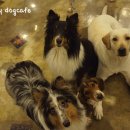 착한퍼피 이미지