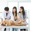 라파엘 동물병원 이미지