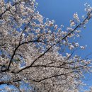 열린파크 | 과천 경마공원 렛츠런파크 벚꽃축제 2026 마시멜로 축제 정보 후기