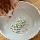 (주)데코라이프 | 고양이 강아지 종합 영양제 추천 ㅣ 라이프펫 멀티밸런스 솔직후기