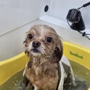 오댕펫살롱 이미지