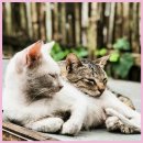 잠실베스트동물메디컬센터 | 노령견 치아 관리가 쉬워진 잠실베스트에서 건강을 찾았어요