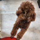 도도한강아지 | 인천애견미용 실력 좋은 도도한강아지 방문 후기