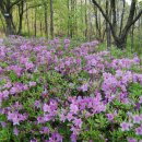 한밭수목원1 이미지