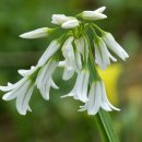 삼각부추 [three-cornered leek (Allium triquetrum)] 이미지