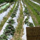 오삼농장 이미지