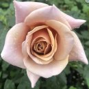 코코로코-Koko Loko Floribunda Rose Bush 이미지