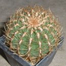 선인장 - Miquelopuntia miquelii , Oreocereus trollii, Ortegocactus macdougallii .......89. 이미지