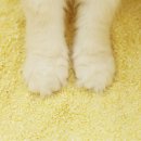 그랜드마스터카 | 고양이 모래 추천 | 아메리칸솔루션 그랜드마스터 카사바
