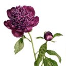 보타니컬 꽃 식물 드로잉 이미지