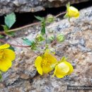 조영원 선생 공적비 이미지