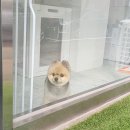 원 반려동물 미용실 이미지