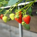 킹스베리 이미지