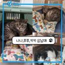 나비살롱 | 분당고양이무마취교감미용&#34;나비살롱&#34;_나나,푸푸,키키 삼남매 후기