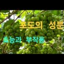 포도의 성분과 효과에 대해알아봅니다 이미지