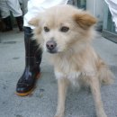 녹차분재로 이미지