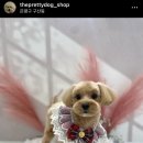 오늘도, 이쁘개 이미지