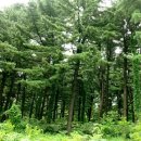 잣나무집 이미지