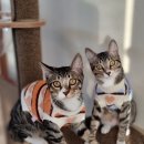 너애개만 이미지