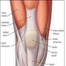 로얄동물외과수술센터 이미지