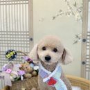 폴짝그루밍 이미지