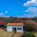 동백꽃필무렵 | 제주도 동백꽃 필 무렵 Cafe '동박낭' 동백꽃 만개 실시간 후기