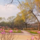 버드나무 이미지