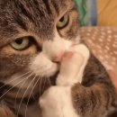 돈내고돈먹기 이미지