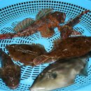 영아엄마회도매 이미지