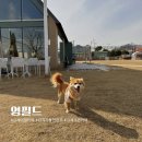 전주 근교 김제 애견 카페 내돈내산 재방문 후기 영필드