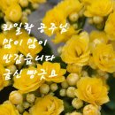 공주님빵