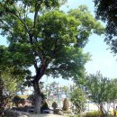 봉개초등학교에 학교 숲 탄생 이미지