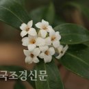 꽃향기 좋은 상록 관목-백서향 재배법 이미지