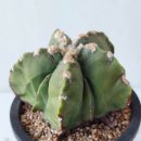 나이든 유럽 실생 대형Astrophytum myriostigma(난봉옥)들,서브기보사,능렬환(모듬) 이미지