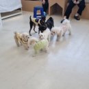 아르멍미르멍 이미지