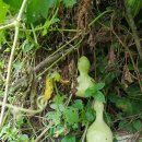 노다지농장 이미지