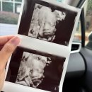 수시로10번길 | 미국 임신ㅣ임신 27주차~ㅣ임신 후기말기 증상 및 진료ㅣ주수보다 작은 아기