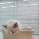 김포고양이분양 맘스캣 | 김포고양이분양 애견샵 캣초딩 방문후기