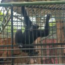 미니농장 | 방콕 사뭇프라칸(samut prakan) 악어농장 미니동물원 후기